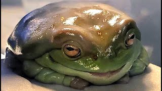 Obese frog is facing an uphill weight loss battle