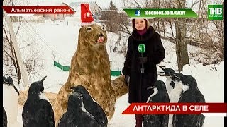 Морские обитатели - 9 пингвинов и тюлень - появились в Альметьевском районе | ТНВ