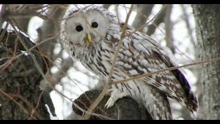 В парк прилетела редкая сова и другие ролики / A rare owl and other videos have arrived in the park