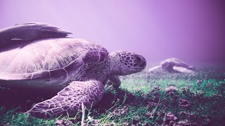 Spiritual Awakening Meditation Music | Ambient Music 432Hz | Positive Aura Cleanse | Self Healing