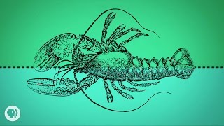 You Are An Upside-Down Lobster
