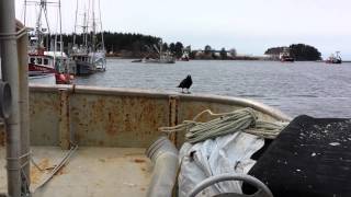 Raven in sitka harbor. Sitka sac roe 2014