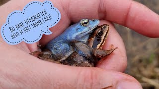 Голубая любовь греет водоёмы. Лягушеньки обнимаются!