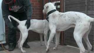 Artifical Insemination For Dogs Reloaded