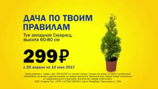 Дача по твоим правилам! Туя за 299 руб. до 10.05.2017 г.