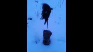 Приманка на лису самодельная Mojo fox predator
