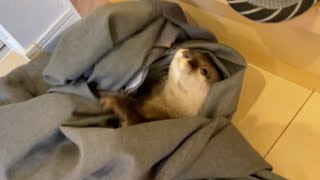 飼い主のズボンに隠れて猫をやり過ごすカワウソ…！ otter being targeted by a cat ...!