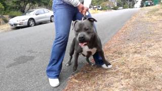 1 PIT BULL VS ROTTWEILER FIGHT!!! Питбул против ротвейлера !ч 2
