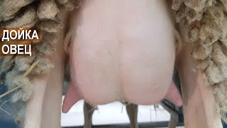 ДОЙКА ОВЕЦ ПОРОДЫ АССАФ. Фермерское хозяйство Нины Муляк