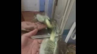 Австралийский попугай корелла (нимфа) 8 915 046-28-14 Корелла, попугай