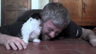 BÉBÉ SHIH-TZU EN FOLIE