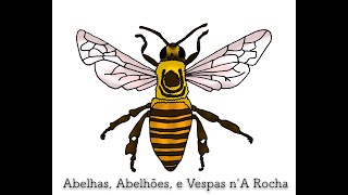 Abelha carpinteira | Violet carpenter bee (Xylocopa violacea)