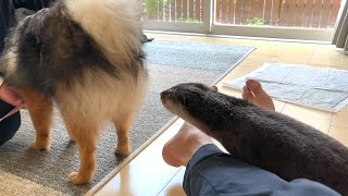 カワウソさくら また遊びに来たポメラニアンと仲良くできるか！？ Pomeranian has come to play!