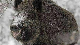 РЕАЛЬНАЯ ОХОТА НА КАБАНА И СИБИРСКУЮ КОСУЛЮ Recommended for you