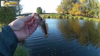 Рыбалка в Германии. Осенний streetfishing.