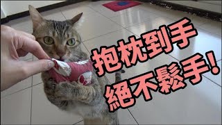 【凍司/養貓的日子】天氣好冷好不想動；木天蓼小抱枕 奶油愛不釋口
