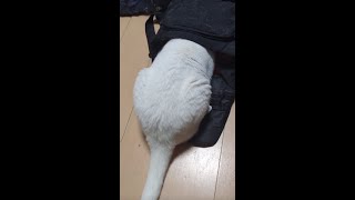 猫、頭隠して尻隠さず