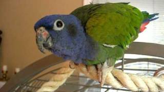 Feisty Pionus
