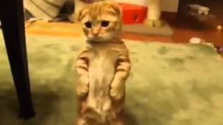 Oyy oyyy bu ne tatlı bir kedi