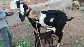 Rajanpuri or Beeatl croxx Beauty  with 2 kidz male or female for sale .. .