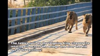 4 Male Lions fighting for territory and women