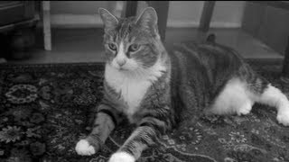 Heinrich, die Katze (Parody of Henri, Le Chat Noir)