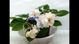 Новые сорта фиалок Елены Лебецкой с описанием. Трейлеры. ЛЕ 2018.