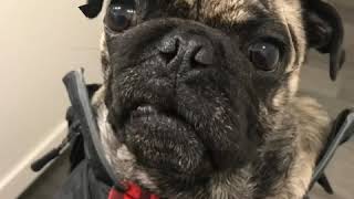 Good Morning.. Louie Here! Farts!