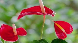 ✨ Anthurium ✨