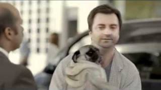 Citroen C3 Dogs