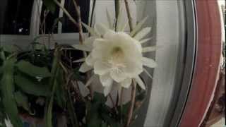 epiphyllum crenatum-apertura de la flor.
