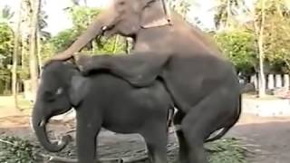 live elephant mating in kerala