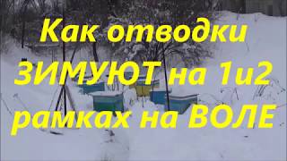 ?Зимовка отводков на 1 и 2 рамках на улице ?Проверил не поверил? Зимовка пчел