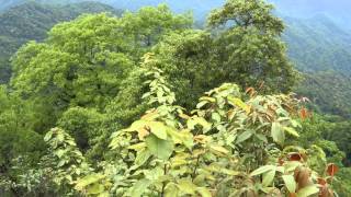 Mountainside view at Mt. Qingcheng