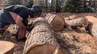 Tree Removal With Echo CS 590 Timberwolf Chainsaw Can You Cut Down Large Trees With It?