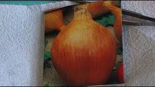 286,КАК ПРАВИЛЬНО ПОСЕЯТЬ ЛУК ЭКСИБИШЕН