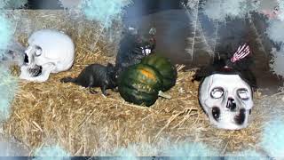 Freedom Fields Naturist Ranch Halloween Party 2018