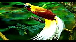 اجمل نغمات موبايل beautiful tone mp3