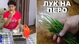 Лук на перо  Куда посадить лук на зелень для лучшего пера