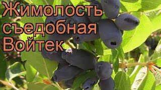 Жимолость съедобная Войтек (lonicera edulis voitek) ? обзор: как сажать, саженцы жимолости Войтек
