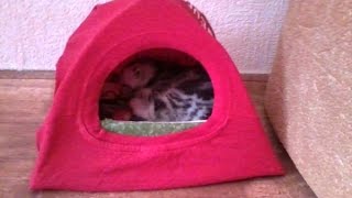 Как сделать домик для кошки. Быстро и просто!