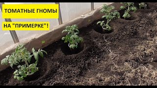 Подготовка теплицы к высадке первых томатов для получения самого раннего урожая.