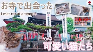 【猫寺】モフモフ天国！お寺で出会った可愛い猫たちvol.1 ‘’I met cat at a temple cute cats‘’