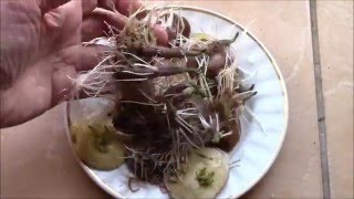 Картошка.  Высаживаю проросшие глазки!