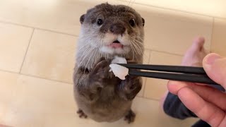 ヒラメをカワウソに召し上がってもらった！ I got an otter to eat my flatfish!