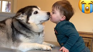 Husky Accidentally Hurts Baby But Says Sorry With Kisses!! [TRY NOT TO SMILE!]