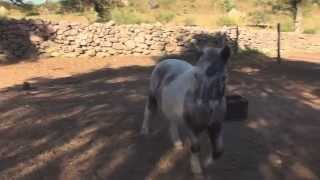 Les poney arrivent ! - Lama et Ganesh