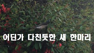 어딘가 다친듯한 새 한마리 [동물극장] #01