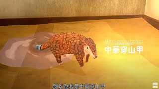 《台灣特有種2》《中華穿山甲》微視界