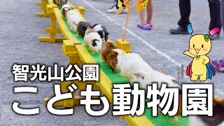 狭山市　動物園　智光山公園こども動物園